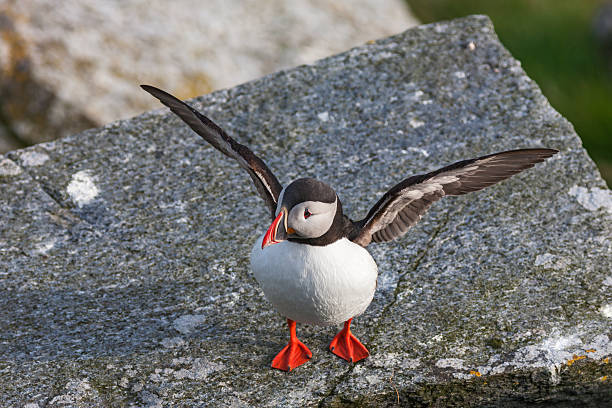 istock Puffin bird on a rock that lifts its wings 598525306