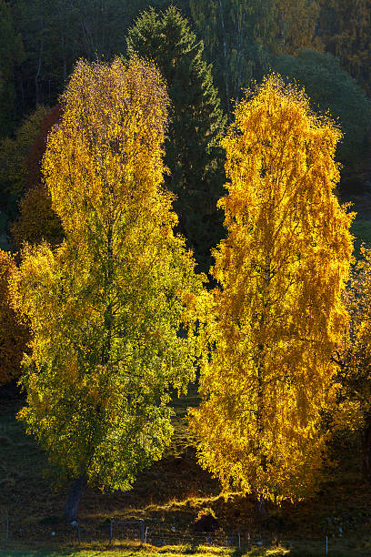 Trees in autumn colors in backlight Trees in autumn colors in backlight birch gold group reviews legit stock pictures, royalty-free photos & images