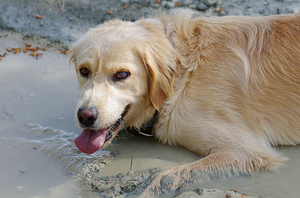 istock Fun Golden Retriever cooling down in a mud puddle 598527230