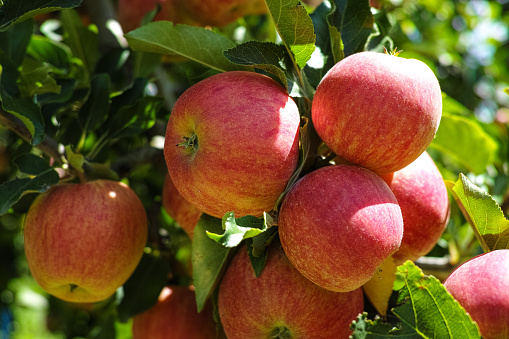 Ripe red organic apples on the tree in Provence, France