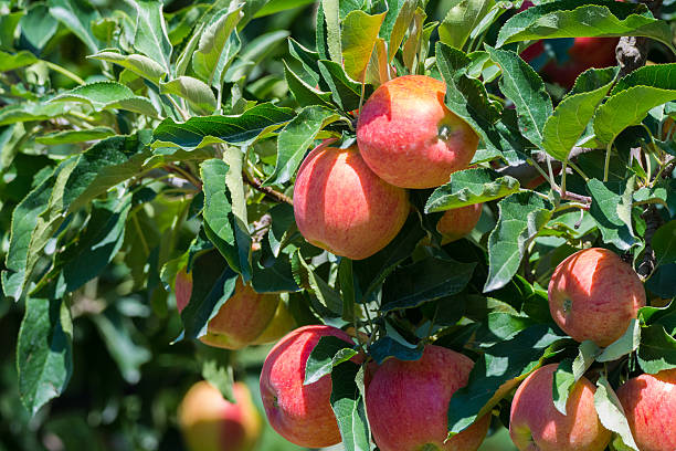 istock Harvest time - ripe red organic apples on the tree 598527744