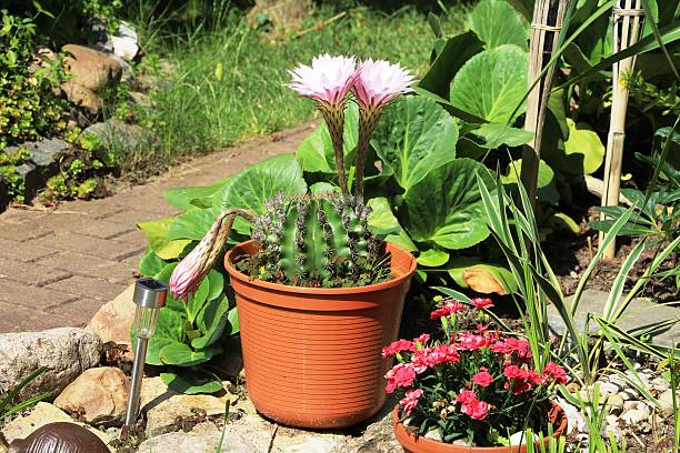 Pink blooming cactus Echinopsis oxygona in the garden, Germany