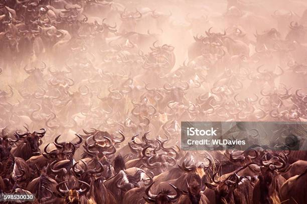Wildebeest Migration Stock Photo - Download Image Now - Wildebeest, Animal Migration, Kenya