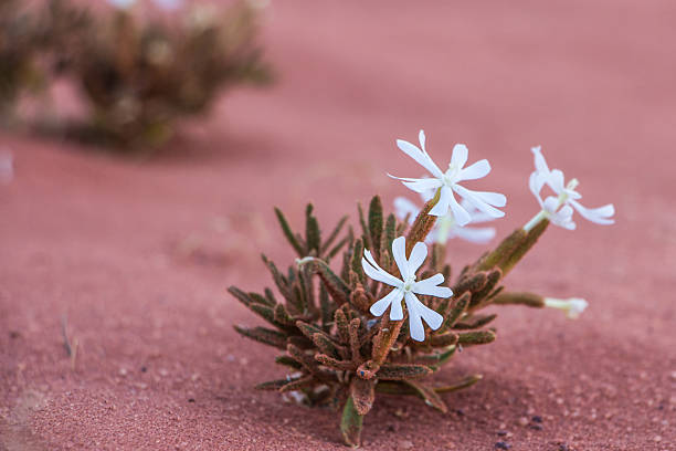 Flower in Wadi Rum desert - Valley of the Moon in Jordan. UNESCO World Heritage.