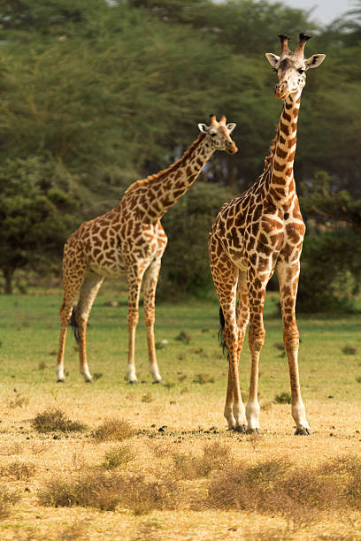 istock Giraffes in Naivasha park 598530950