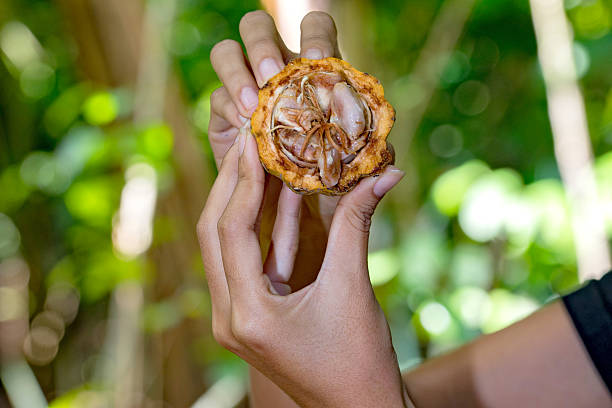 istock hands holding fresh cacao fruit detail 598531884