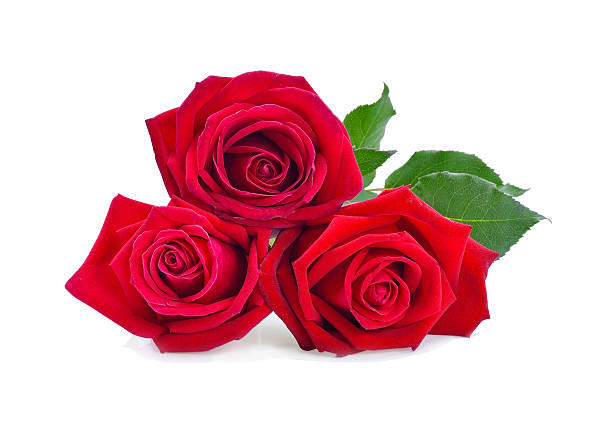 istock Beautiful red rose isolated on white 598532330