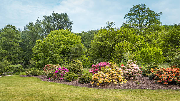 istock Rhododendron Flowers in a public park 598532576