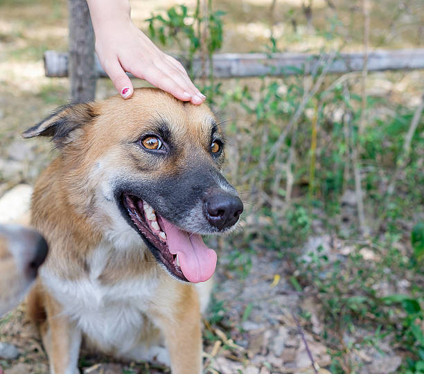 istock little hand strokes on thai dog 598533292