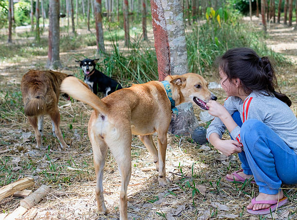 istock Happy child playing with dog 598533828