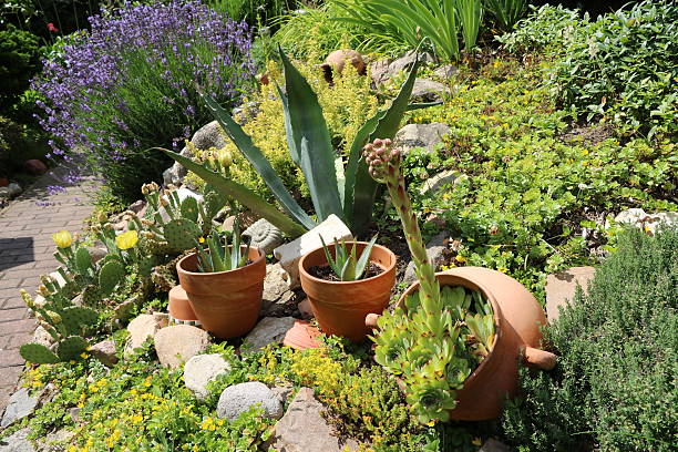 Sedum dendroideum, prickly pear, thyme, lavender and Agave plants in rockery, Germany
