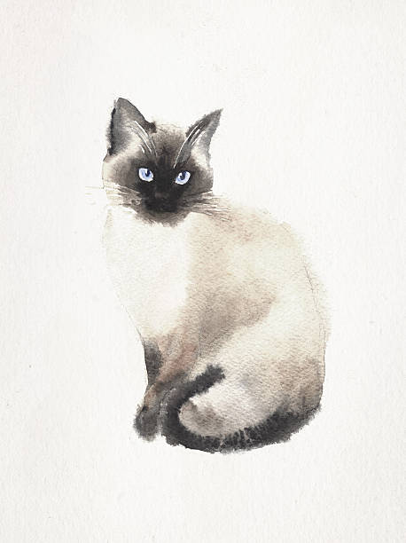 kuvapankkikuvitukset aiheesta vesivärinen kuva siamilainen kissa - siamese cat