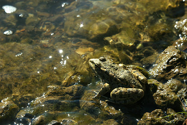 istock Frog by the glittering water 598534476