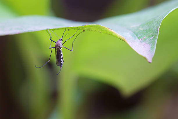 istock Aedes albopictus,Aedes aegypti Mosquito. Close up a Mosquito. Mo 598534906