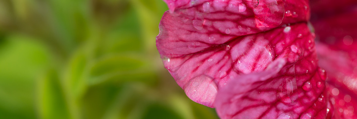 Flower banner with petunia