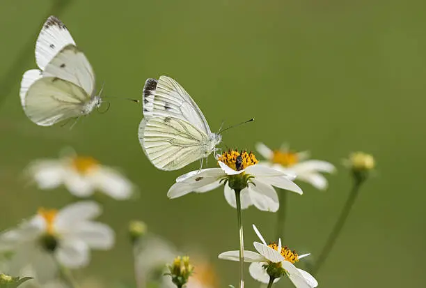 Photo of Pieris rapae, the small white