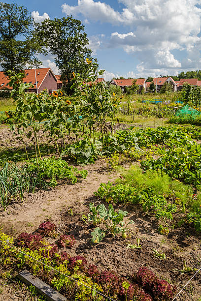 istock Urban agriculture: a vegetable garden beside modern houses in th 598536478