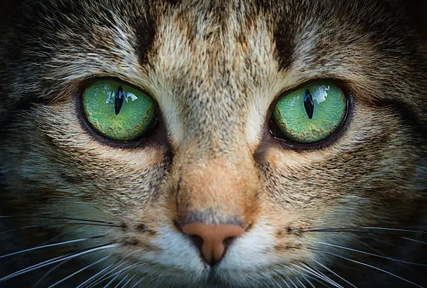Photo of Cat Eyes