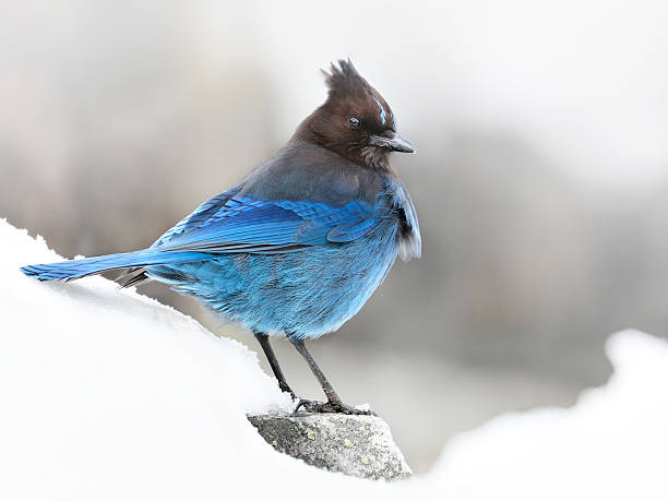 istock Steller's Jay (Cyanocitta stelleri) bird in a snow 598536750
