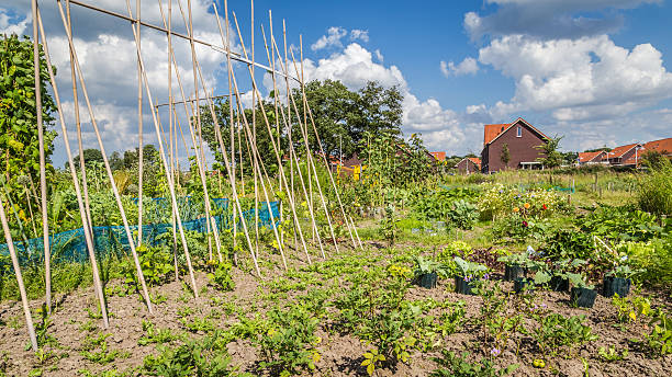 istock Urban agriculture: a vegetable garden beside modern houses in th 598536868