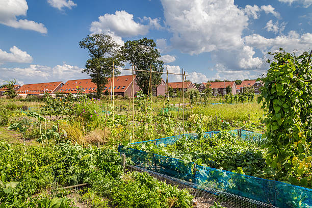istock Urban agriculture: a vegetable garden beside modern houses in th 598536986