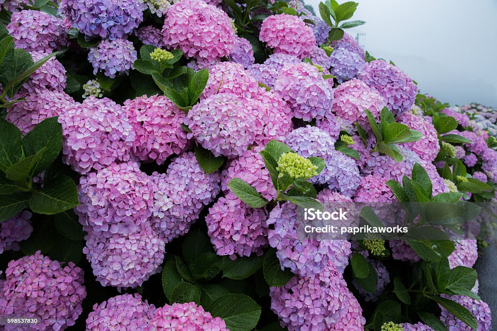 Hydrangea on a rainy day in Japan Beauty In Nature Stock Photo