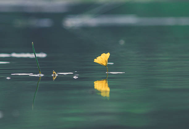 istock Blooming water lily on the water 598538216