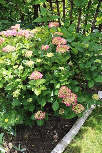 istock Pink blooming hydrangeas in the garden, Germany 598539334