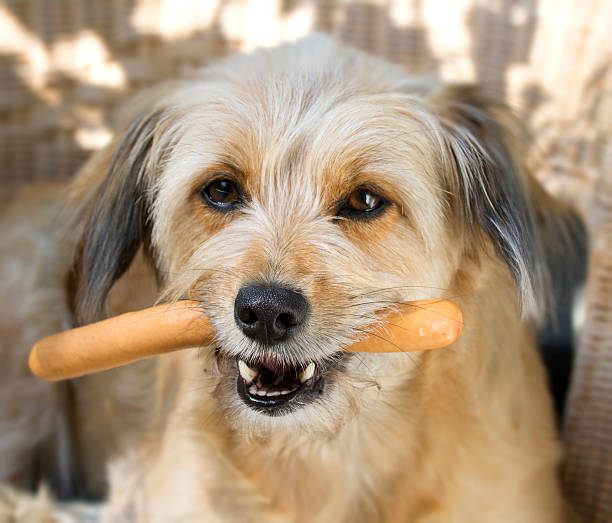 Sausage Dog stock photo