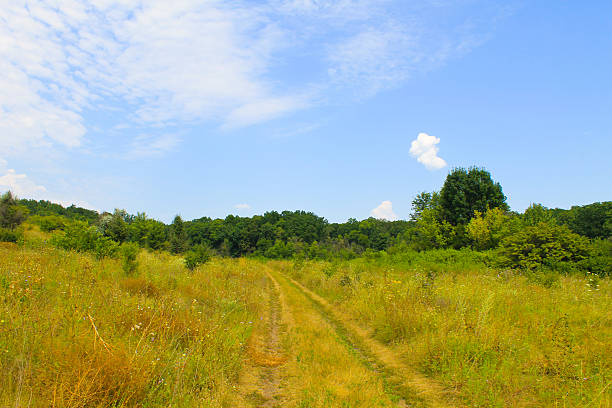 istock Summer landscape with meadow, trees and hills 598541052