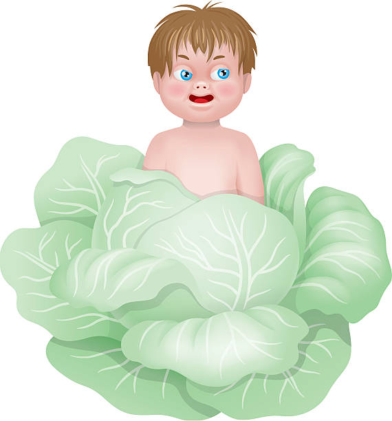 Baby in cabbage Image of a baby in cabbage head. Little child with brown hair and blue eyes. Vector illustration, isolated on white white cabbage stock illustrations