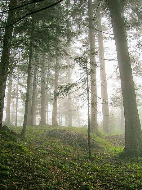istock fog in the forest in the Swiss Alps 598543978