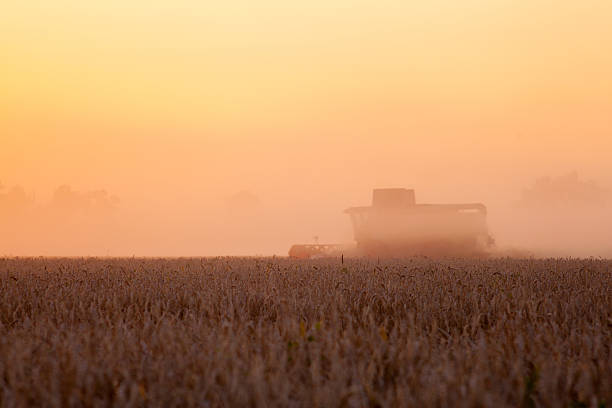 istock Sun over combine harvesting wheat 598544216