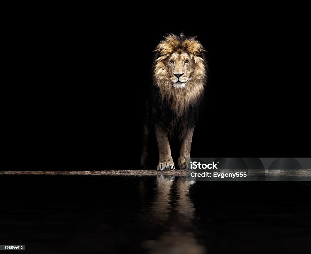 Portrait of a Beautiful lion, lion at waterhole Portrait of a Beautiful lion, lion at the waterhole Lion - Feline Stock Photo