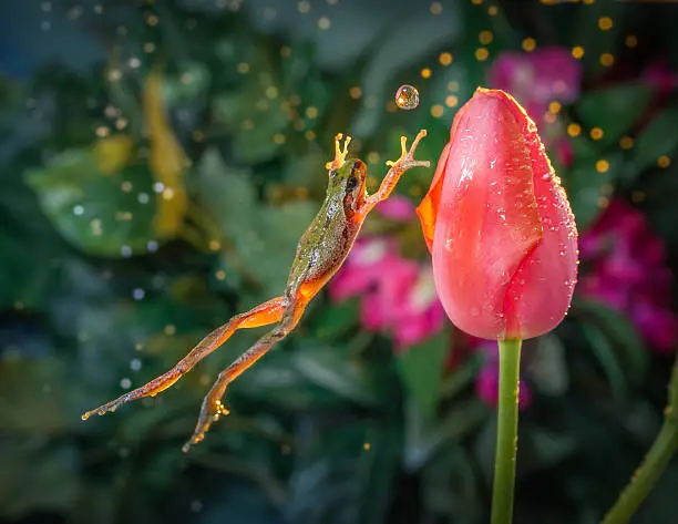 Frog jumps toward a tulip in time as if to catch the water ball