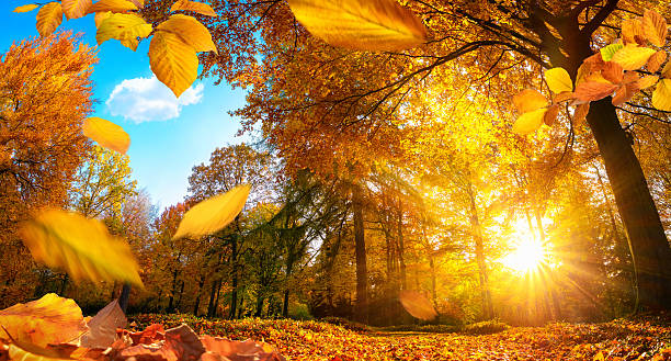 istock Golden autumn scene with falling leaves 598551152