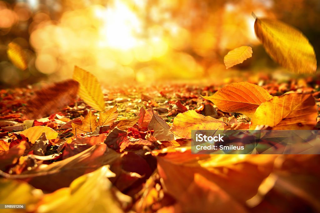 Caída de las hojas de otoño en la luz del sol animada - Foto de stock de Otoño libre de derechos