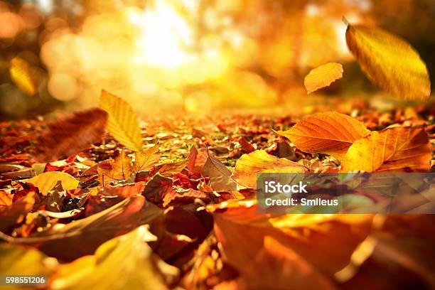 Caída De Las Hojas De Otoño En La Luz Del Sol Animada Foto de stock y más banco de imágenes de Otoño