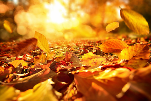 Lively closeup of falling autumn leaves with vibrant backlight from the sun