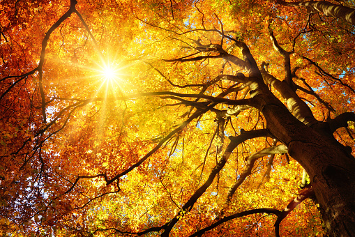 Autumn sun shining warmly through the leaves of a majestic gold beech tree, worm's eye view