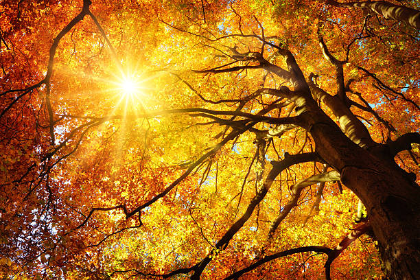 Autumn sun shining through a majestic beech tree Autumn sun shining warmly through the leaves of a majestic gold beech tree, worm's eye view canopy photos stock pictures, royalty-free photos & images