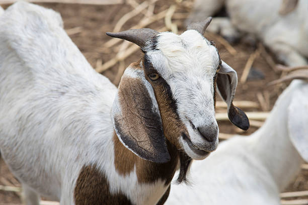 istock Close up face of goat, goat portrait 598552350