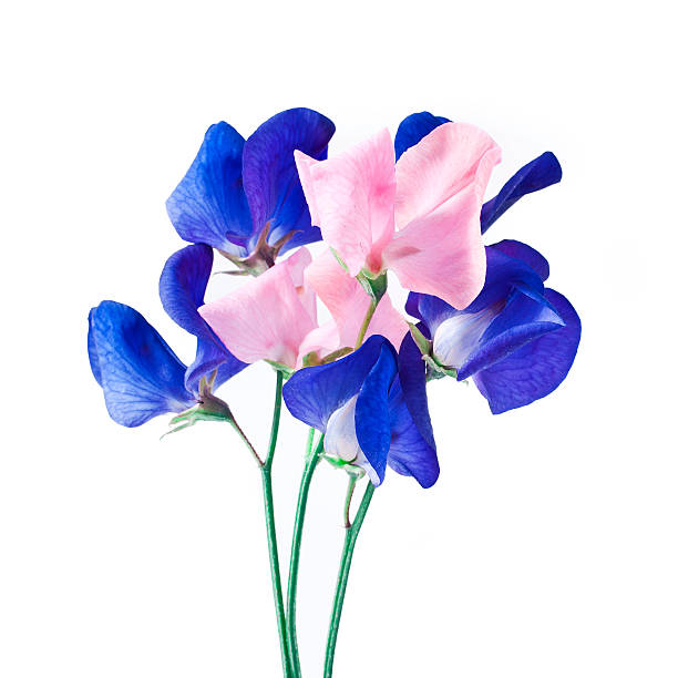 istock Pink and blue sweet pea flowers 598552650