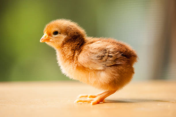 Rhode Island Red Chick A side view of a Rhode Island red chick. rhode island red chicken stock pictures, royalty-free photos & images