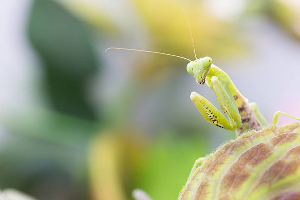 istock Female European Mantis or Praying Mantis, Mantis religiosa, on l 598554224
