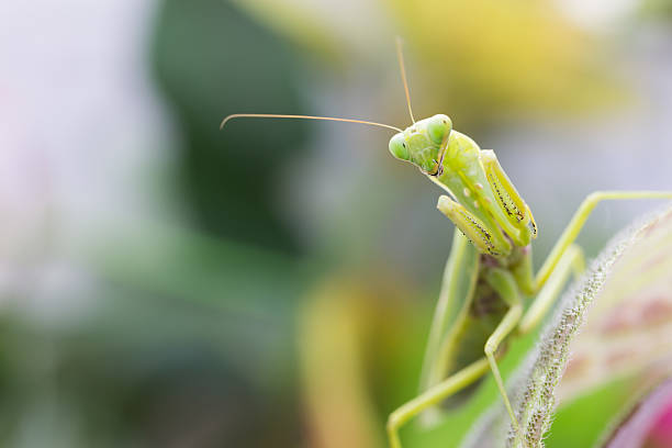 istock Female European Mantis or Praying Mantis, Mantis religiosa, on l 598554450