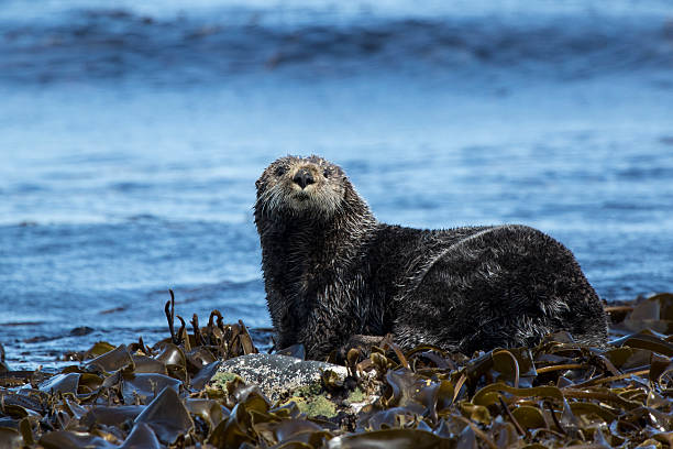 istock sea otter sitting on rocks shoreline summer day 598556184