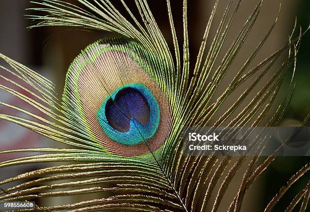 Peacock Feather Close Up The Beautiful And Divine Bird Of Stock Photo -  Download Image Now - iStock