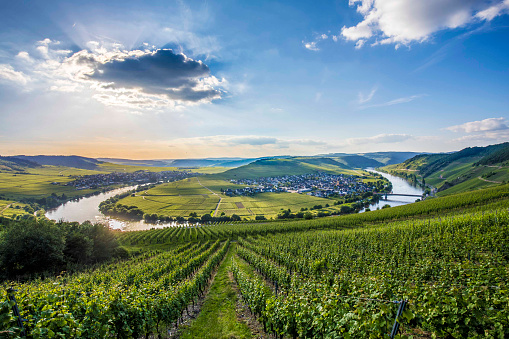 famous Moselle river loop in Trittenheim