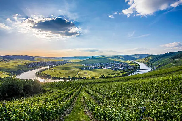 famous Moselle river loop in Trittenheim, Germany